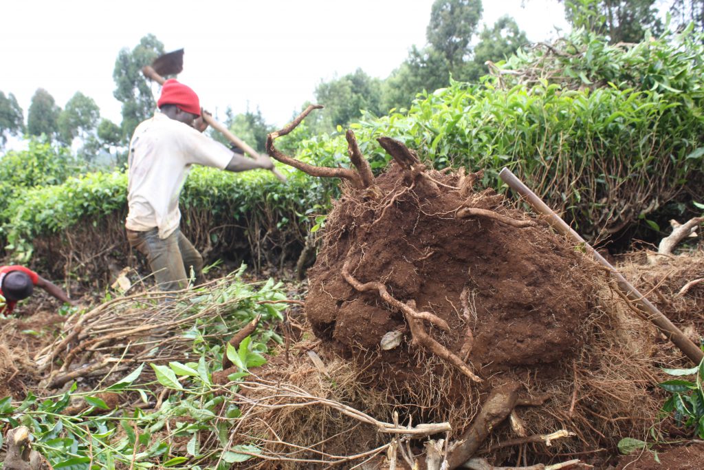 A tea farmer Edward Njogu, uproots his tea bushes sitting on one acre piece of land at Giakaibei Village in Mathira, Nyeri, on 22 October,2019.Some tea farmers have resolved to replace their tea crops with Avocados and Macadamia farming which has higher returns than tea crops/SR